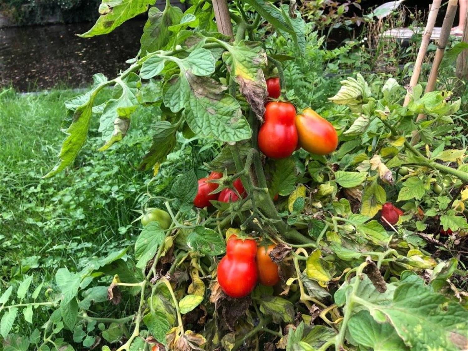 foto tomaten